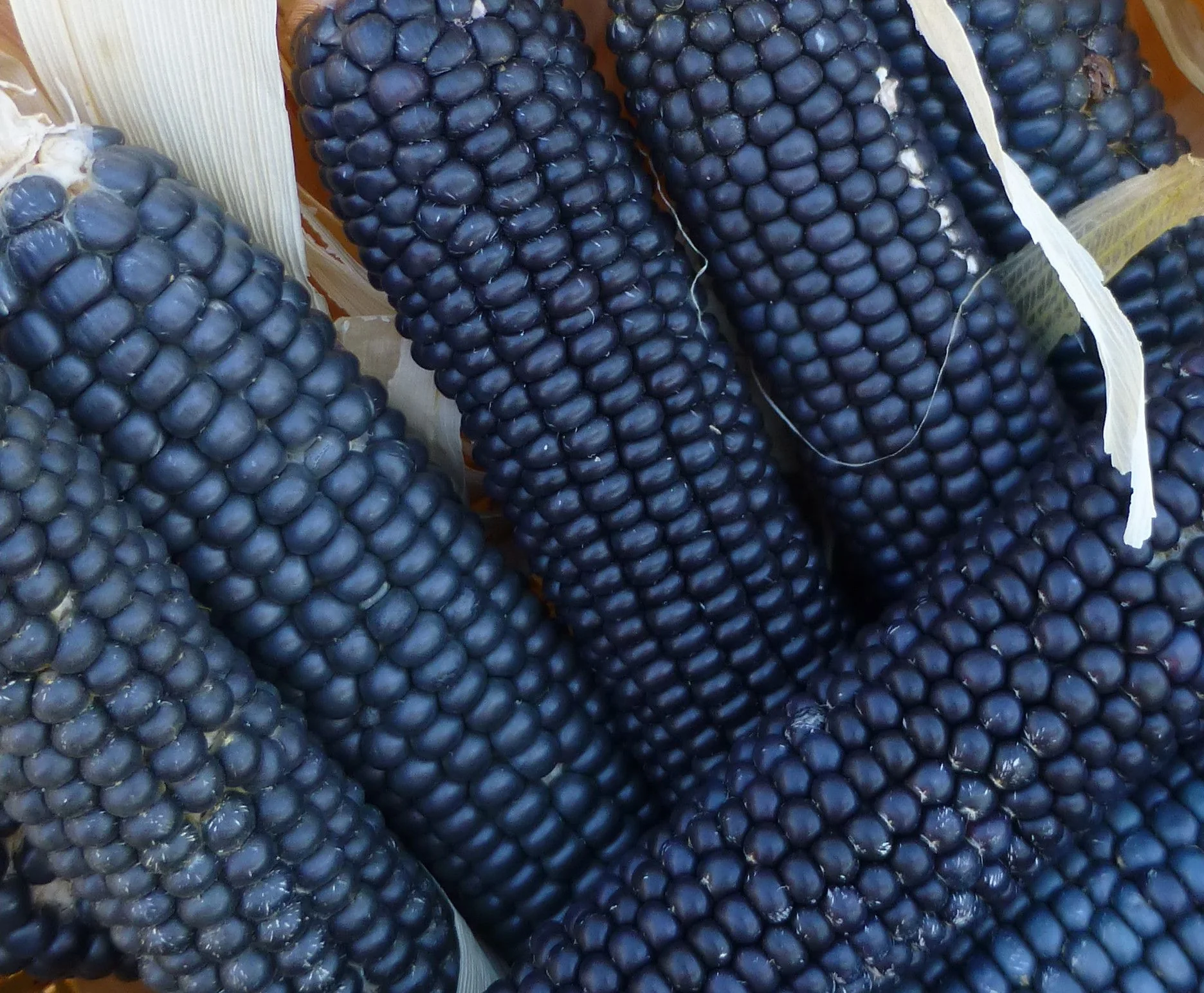 Rio Grande Blue Ornamental Corn - Image 6