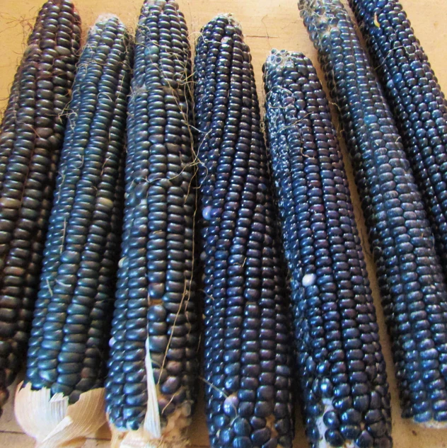 Rio Grande Blue Ornamental Corn - Image 7