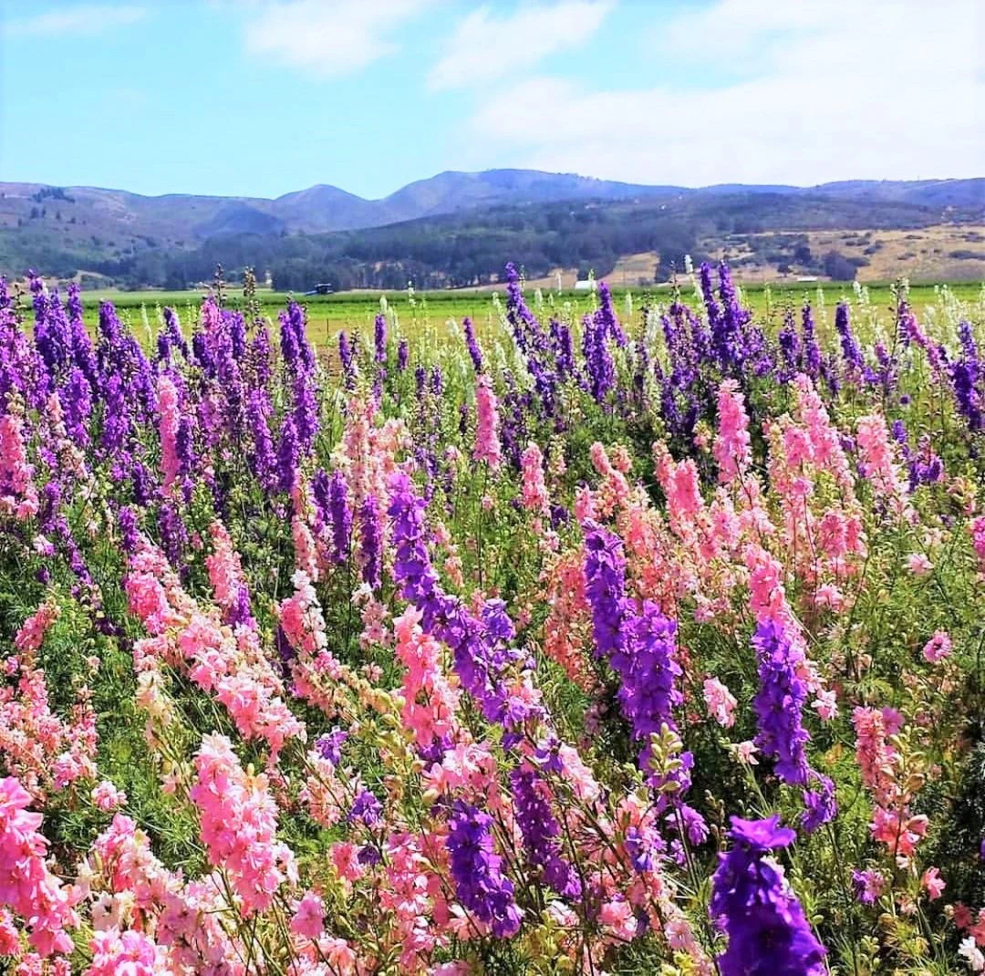 Rocket Mix Larkspur - Image 4