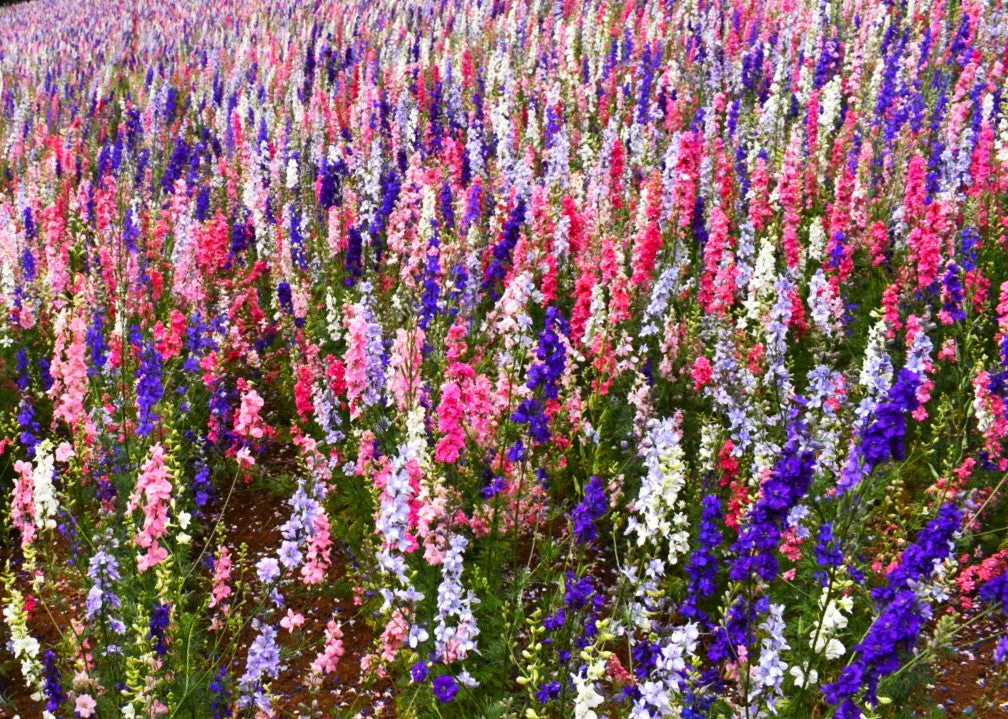 Rocket Mix Larkspur - Image 5