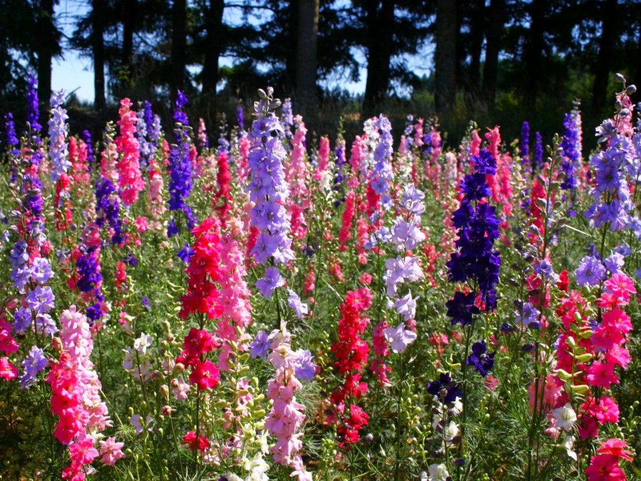 Rocket Mix Larkspur - Image 6