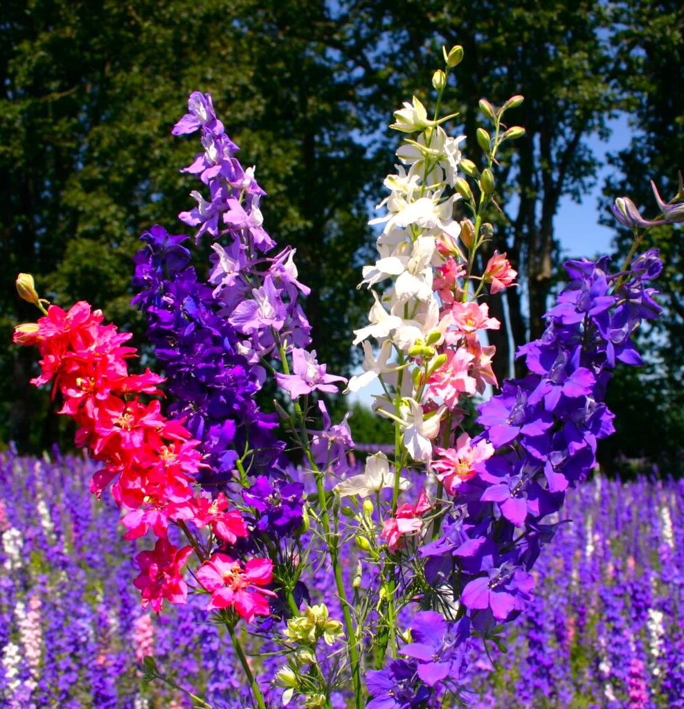 Rocket Mix Larkspur - Image 7