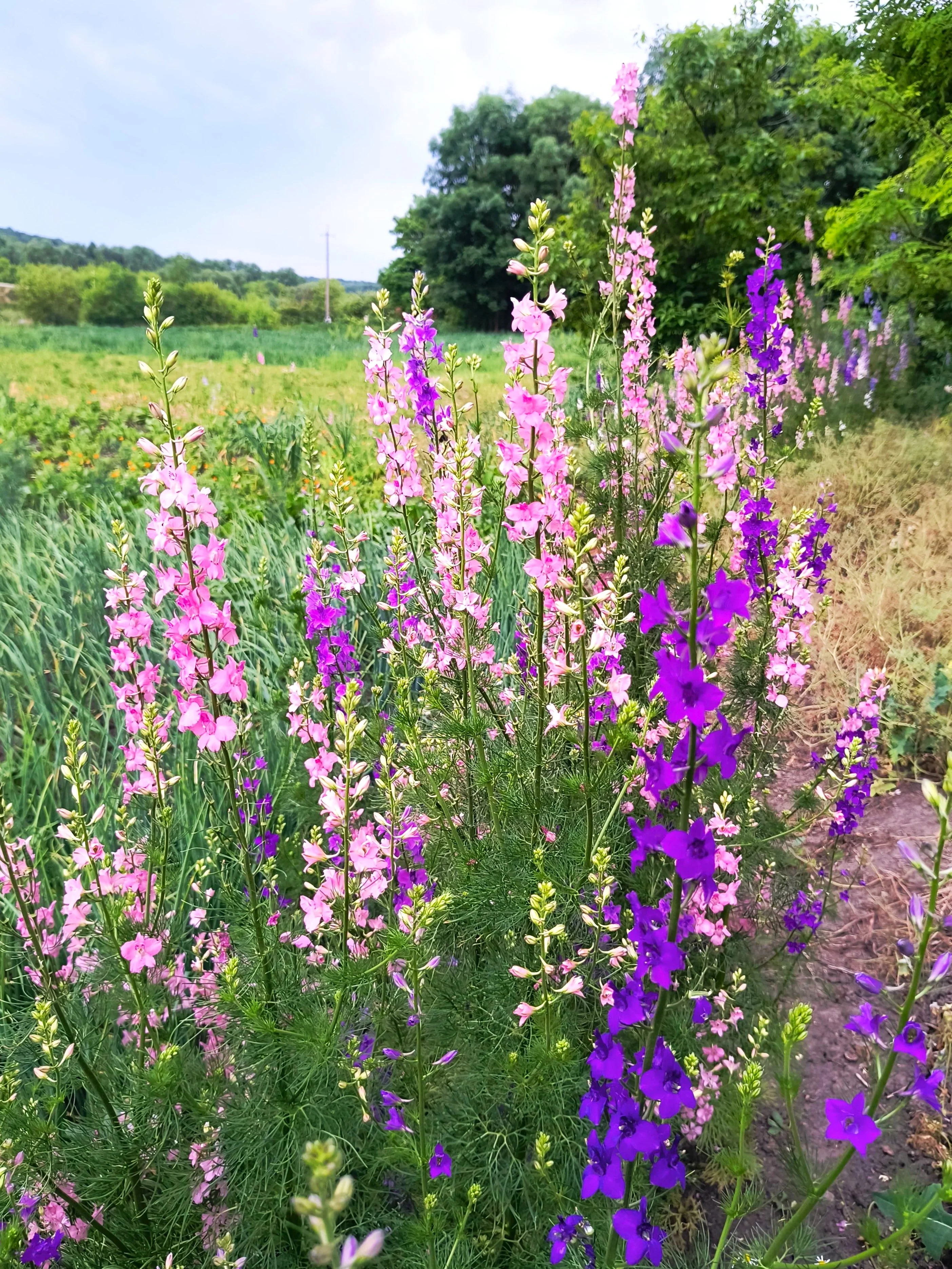 Rocket Mix Larkspur - Image 8