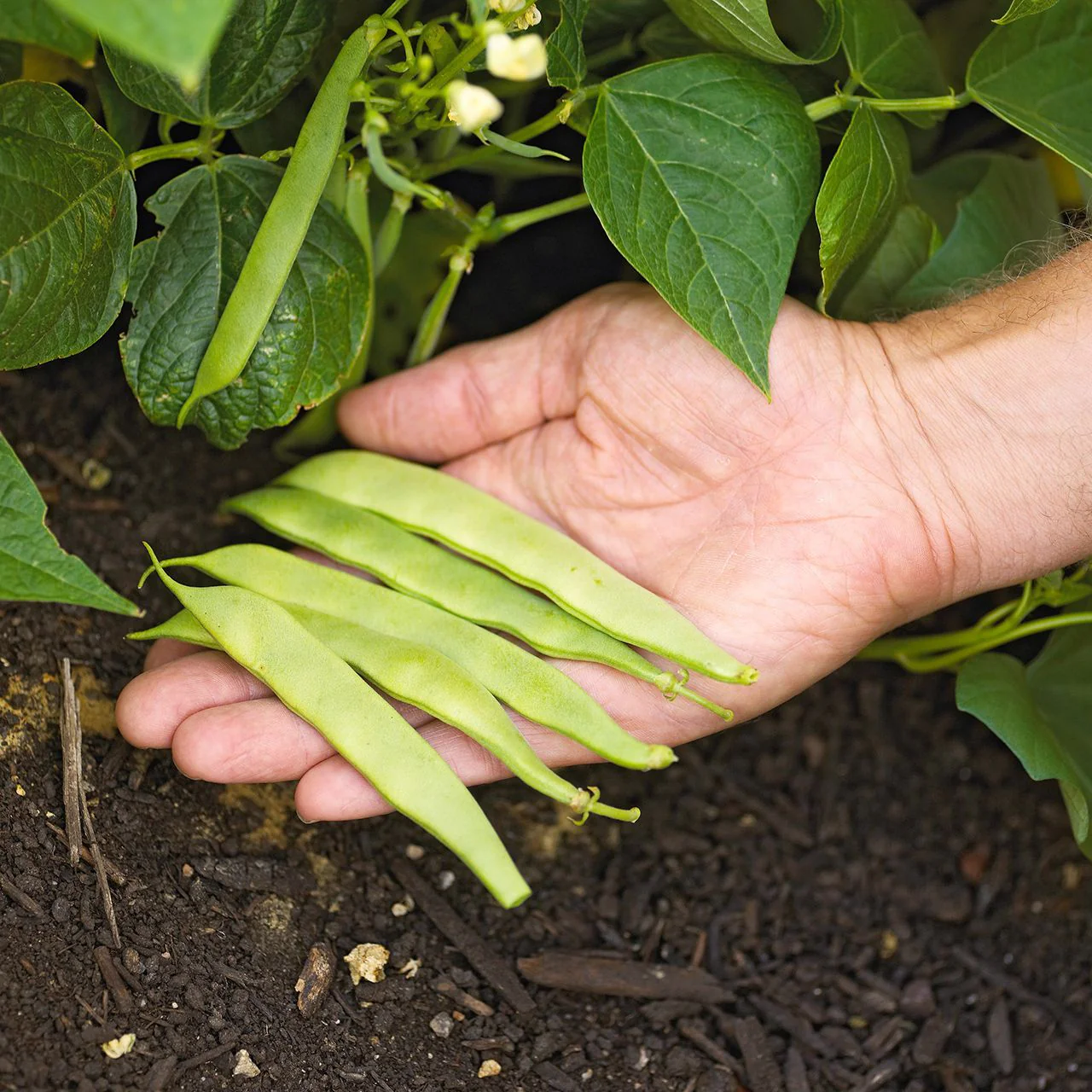 Roma II Romano Bean (Bush) - Image 3