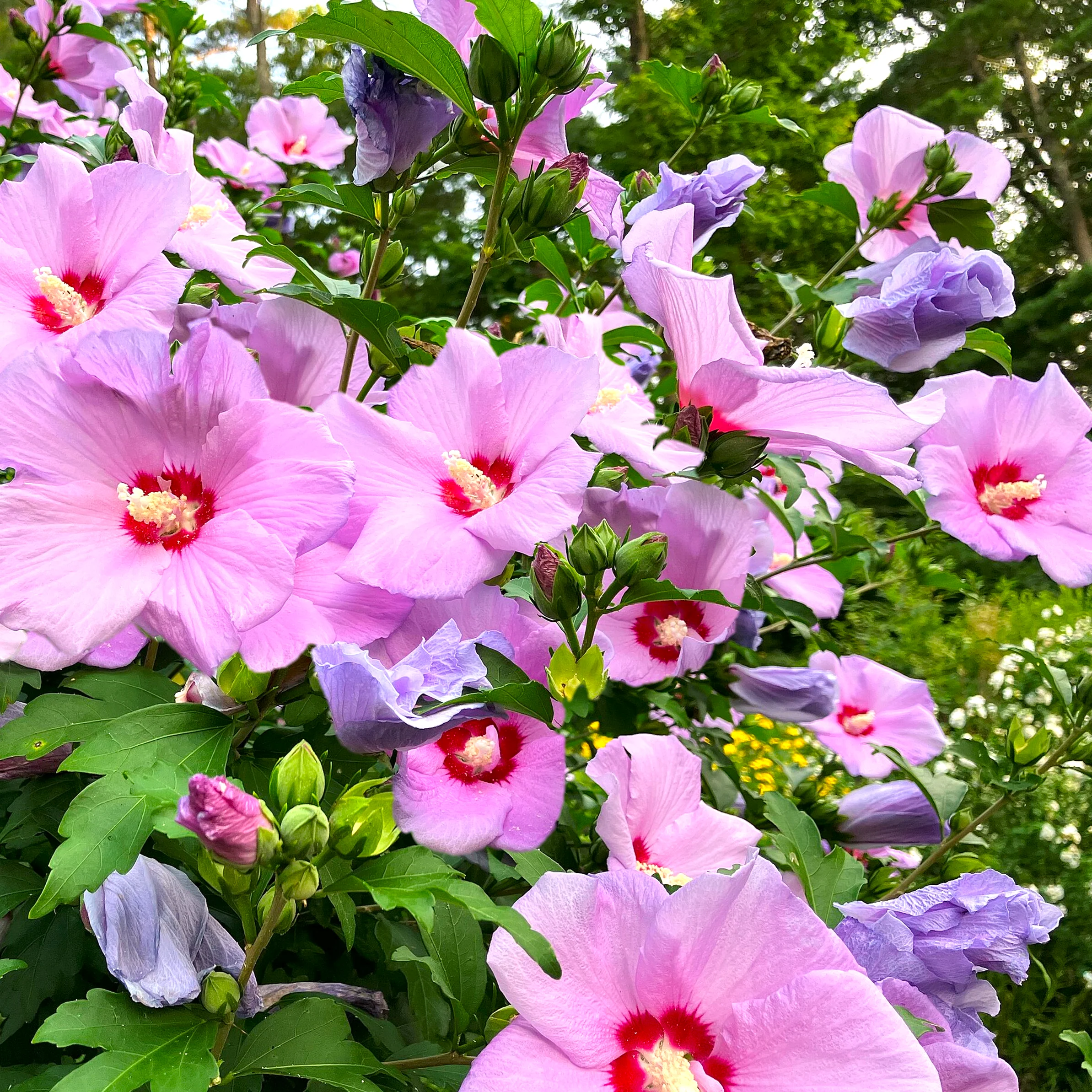 Rose of Sharon