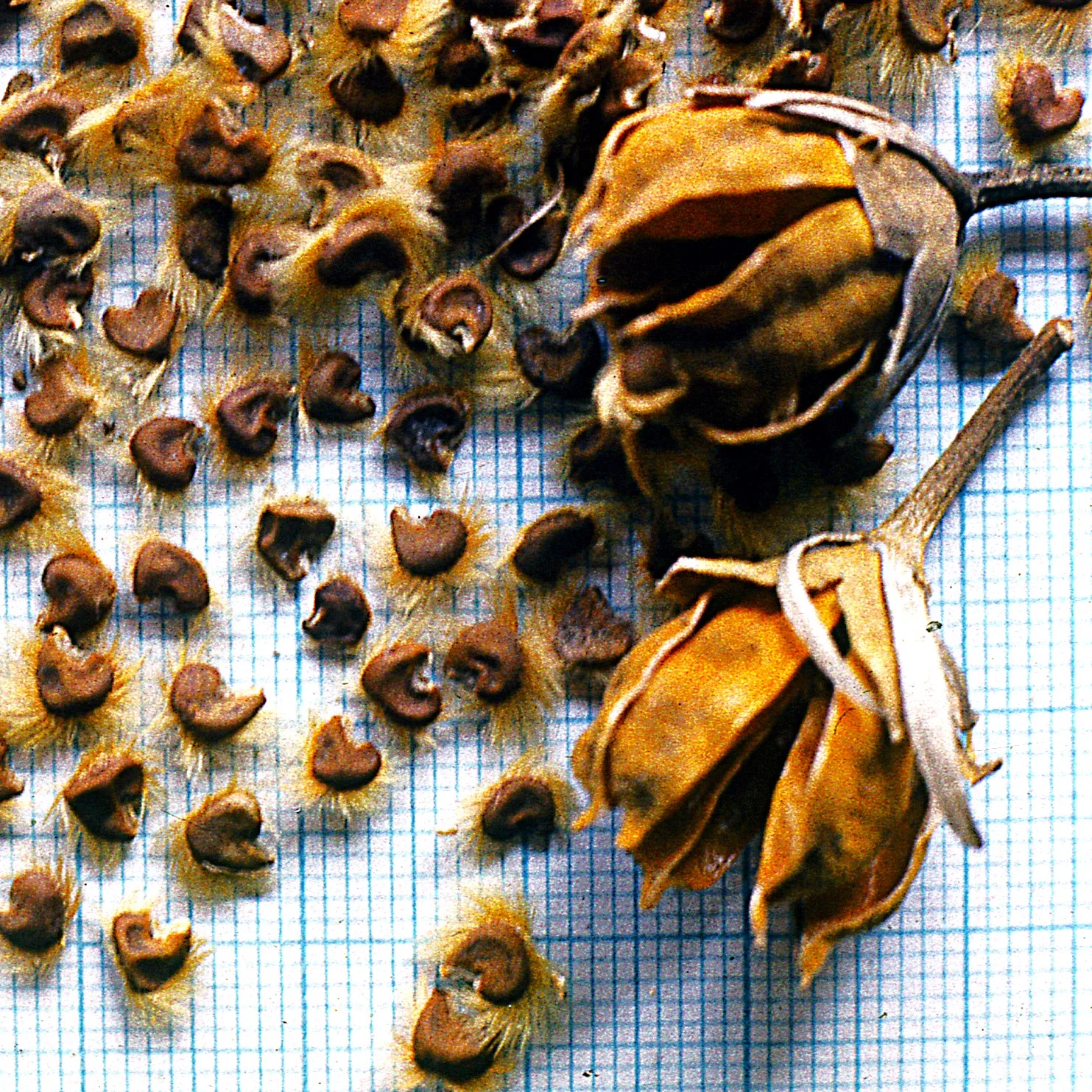 Rose of Sharon - Image 10