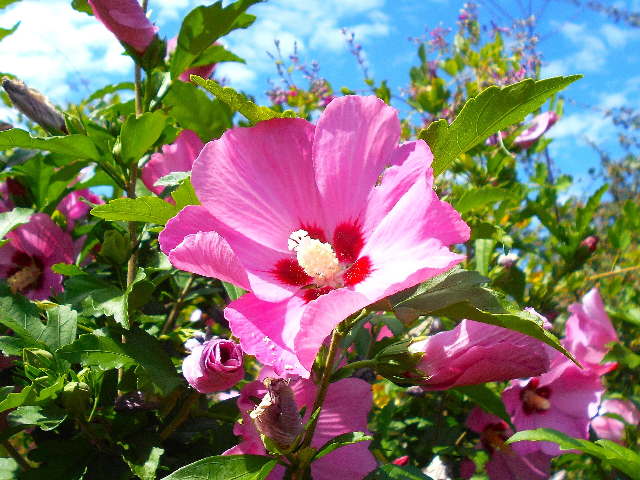Rose of Sharon - Image 2