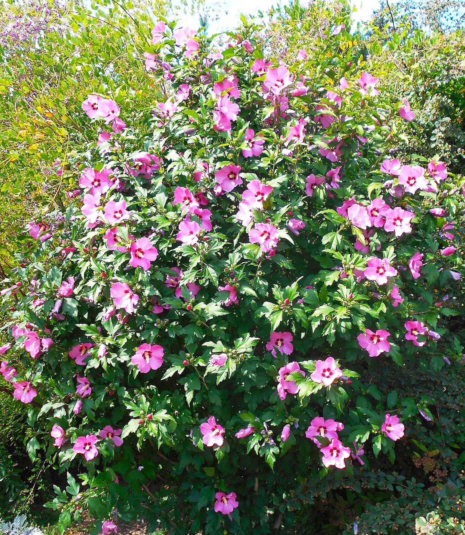 Rose of Sharon - Image 3
