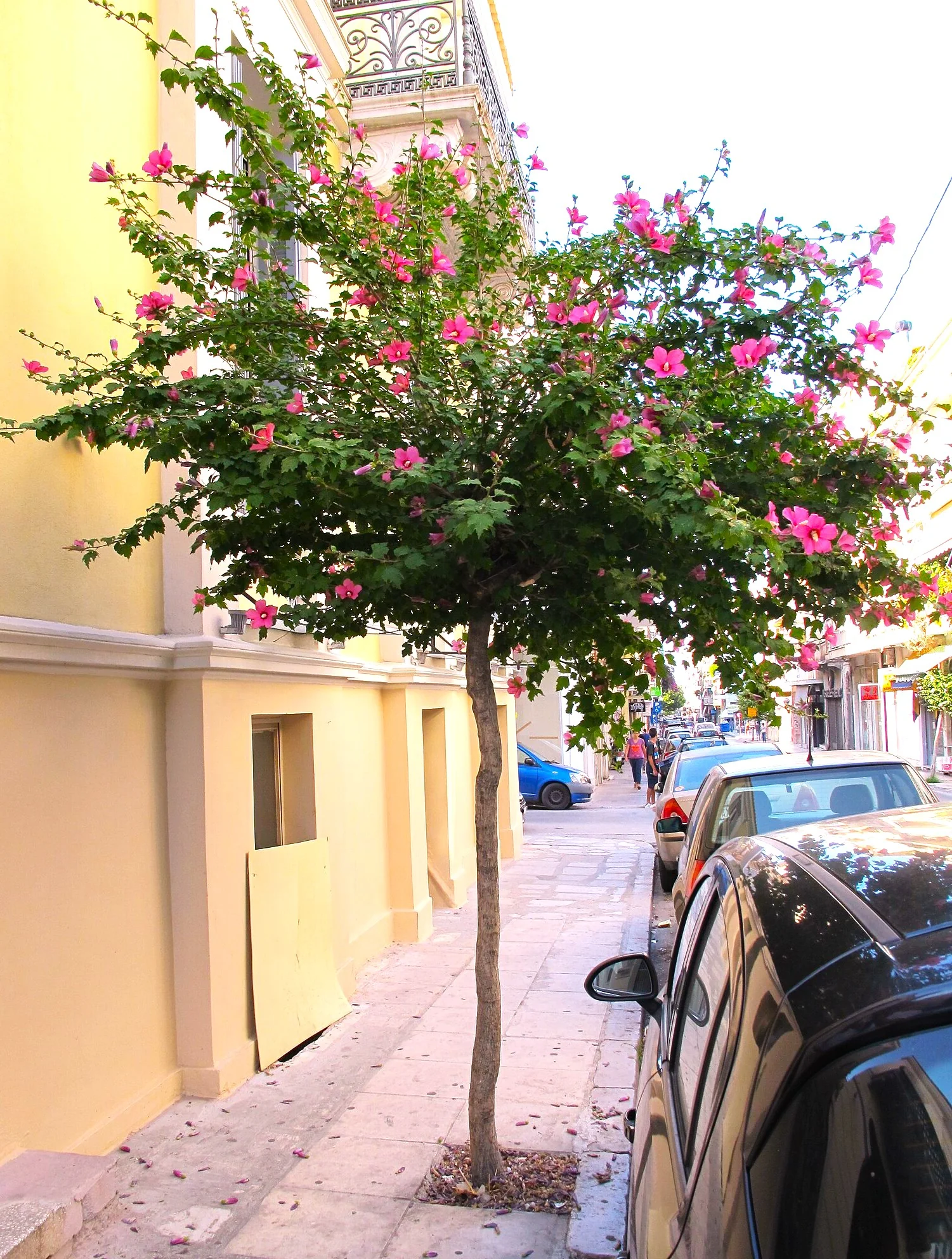 Rose of Sharon - Image 5