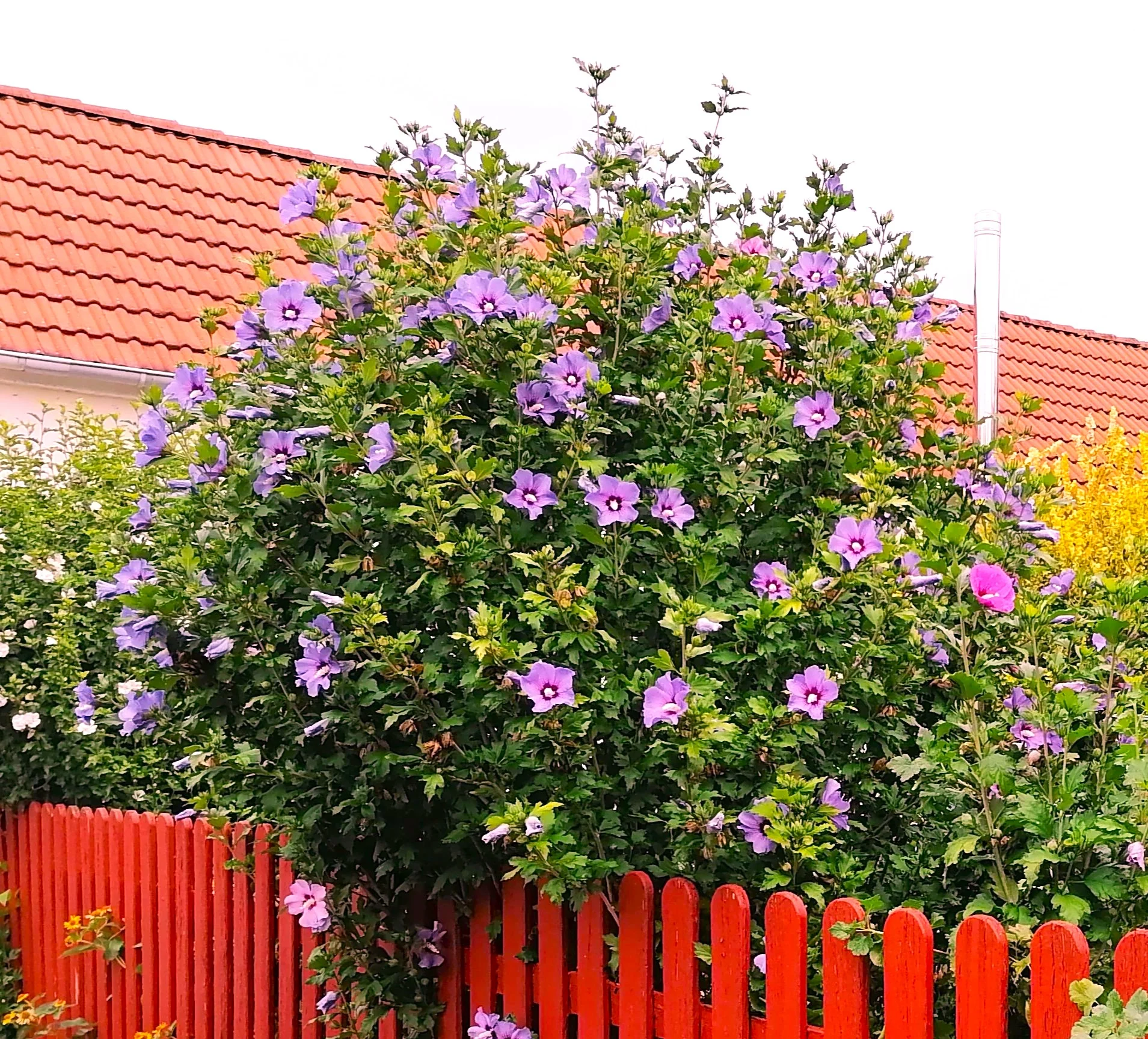 Rose of Sharon - Image 6