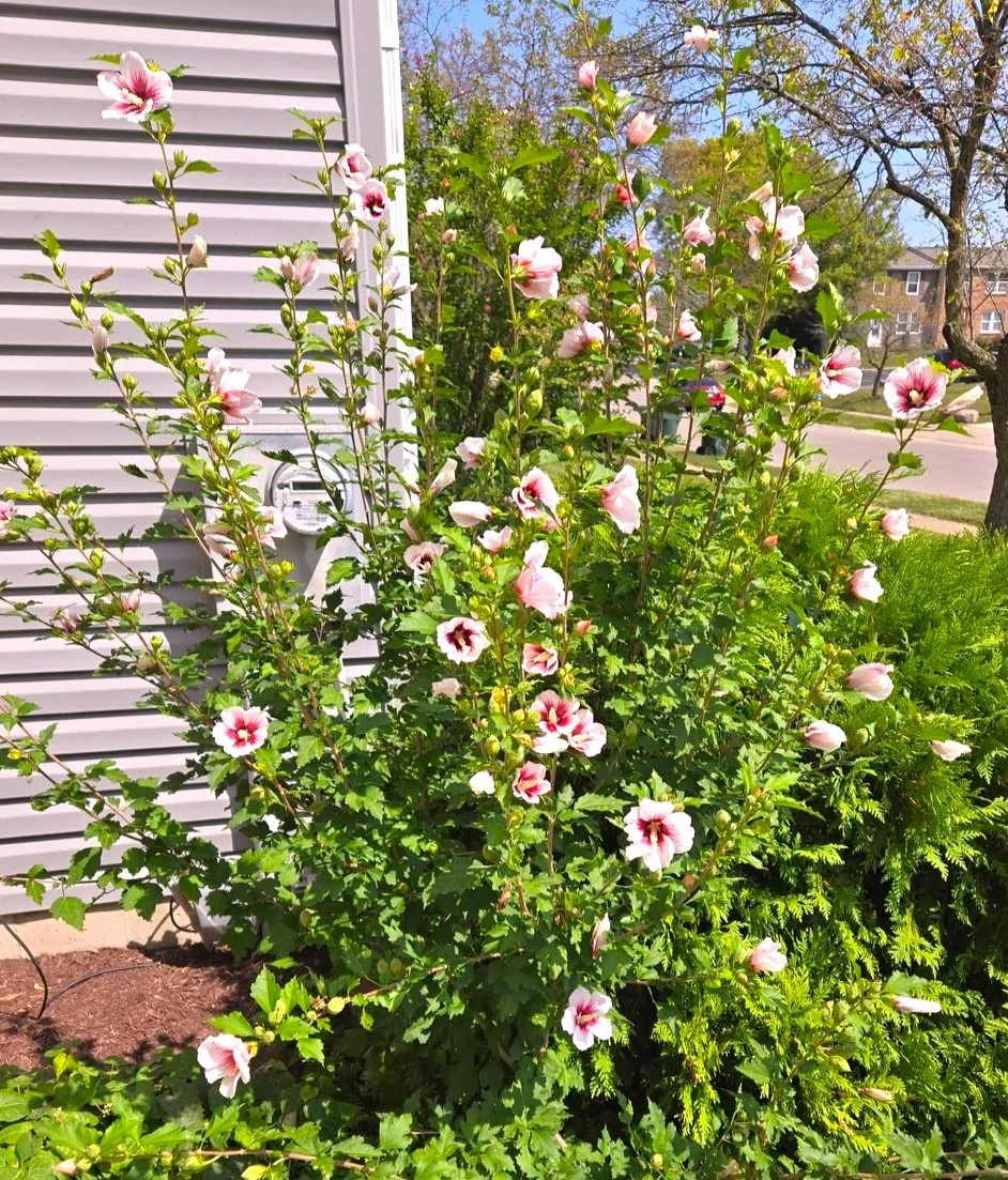 Rose of Sharon - Image 8