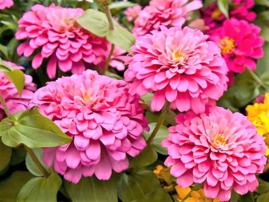 Rose Pink Zinnia - Image 3