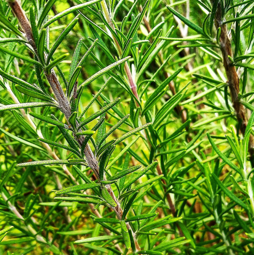 Rosemary