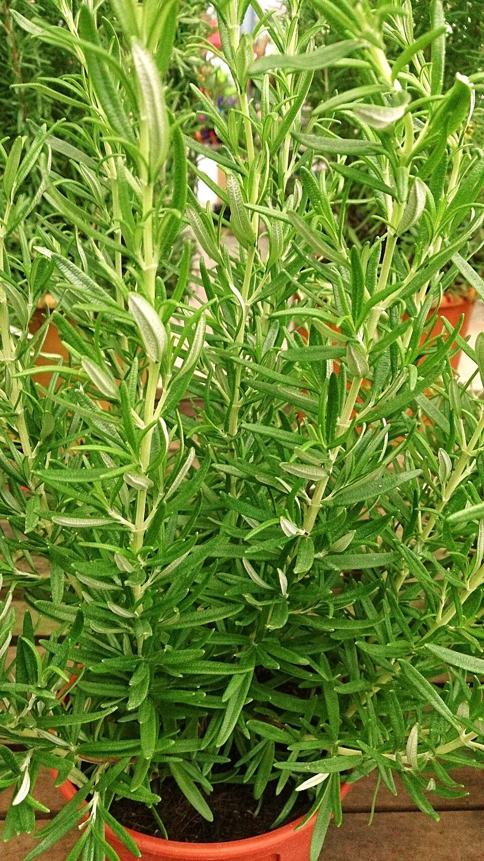 Rosemary - Image 3
