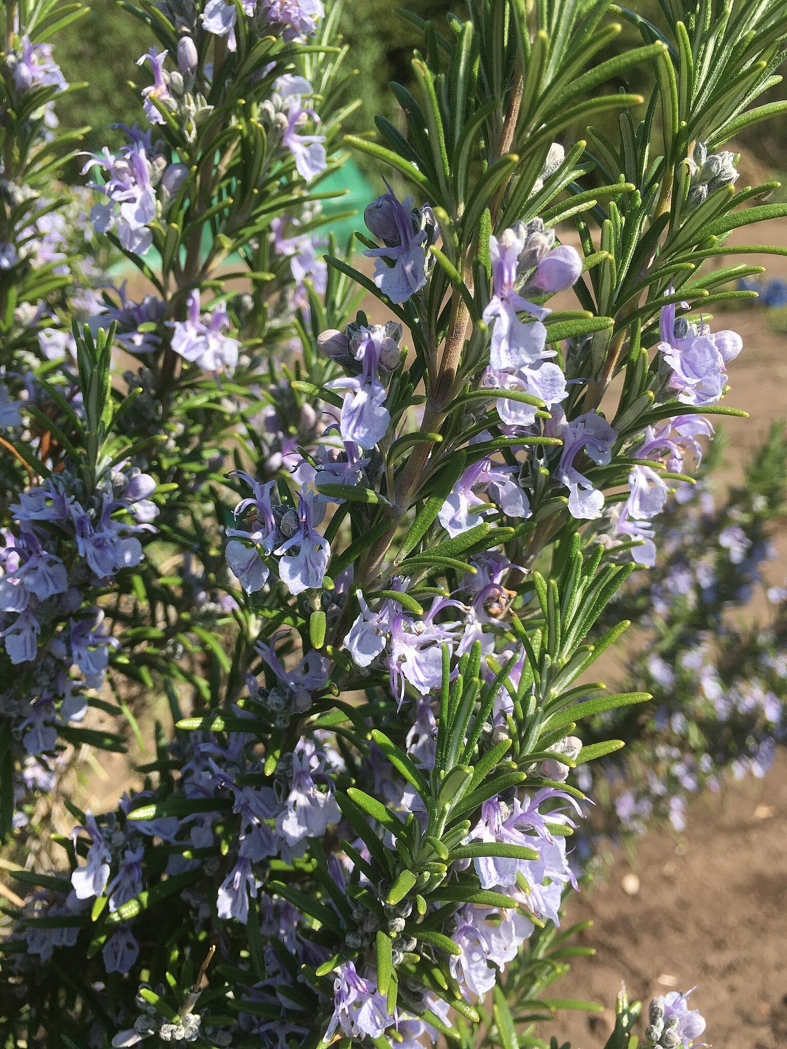 Rosemary - Image 4