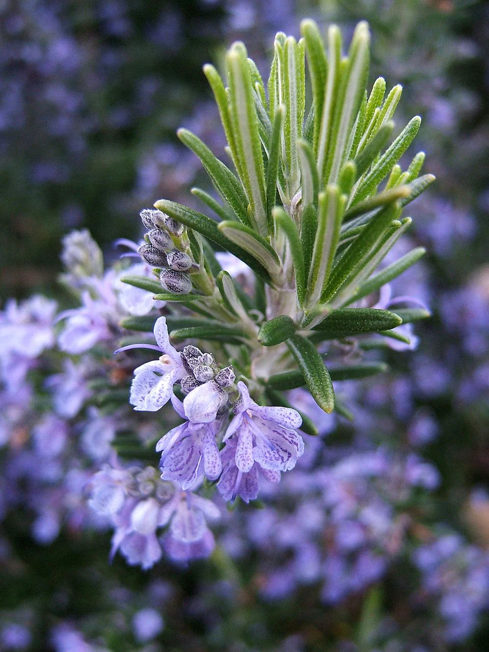 Rosemary - Image 5