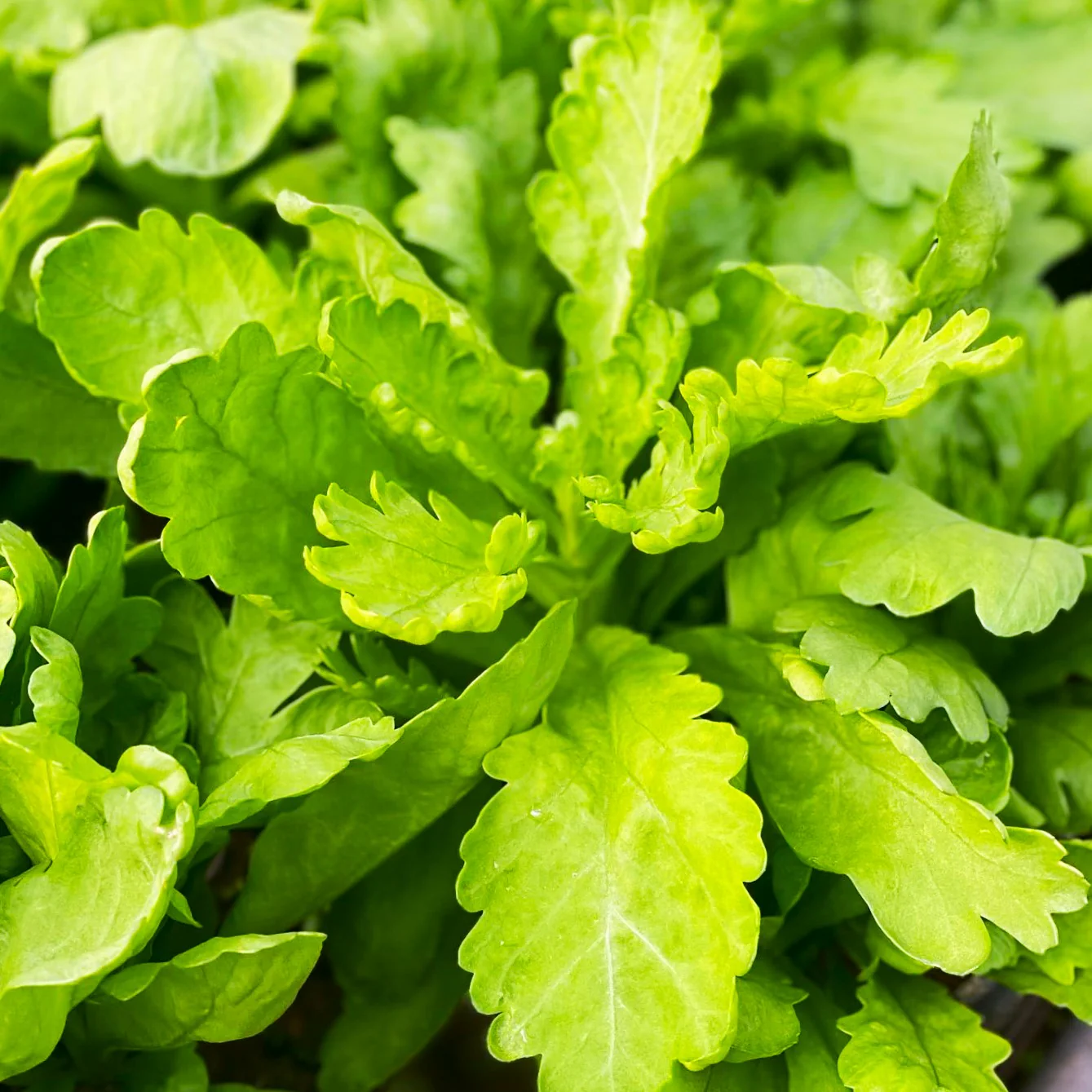 Round Leaf Chrysanthemum Greens