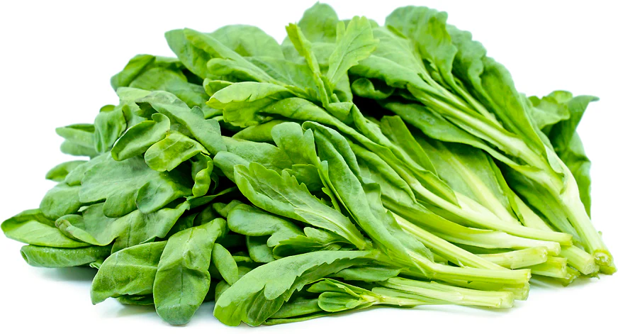 Round Leaf Chrysanthemum Greens - Image 10