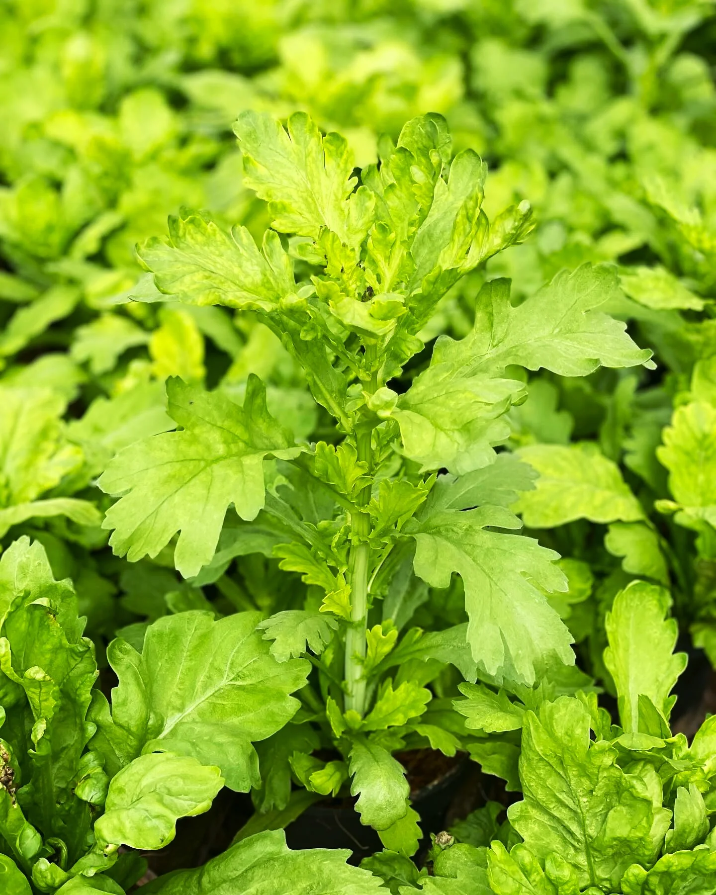 Round Leaf Chrysanthemum Greens - Image 2