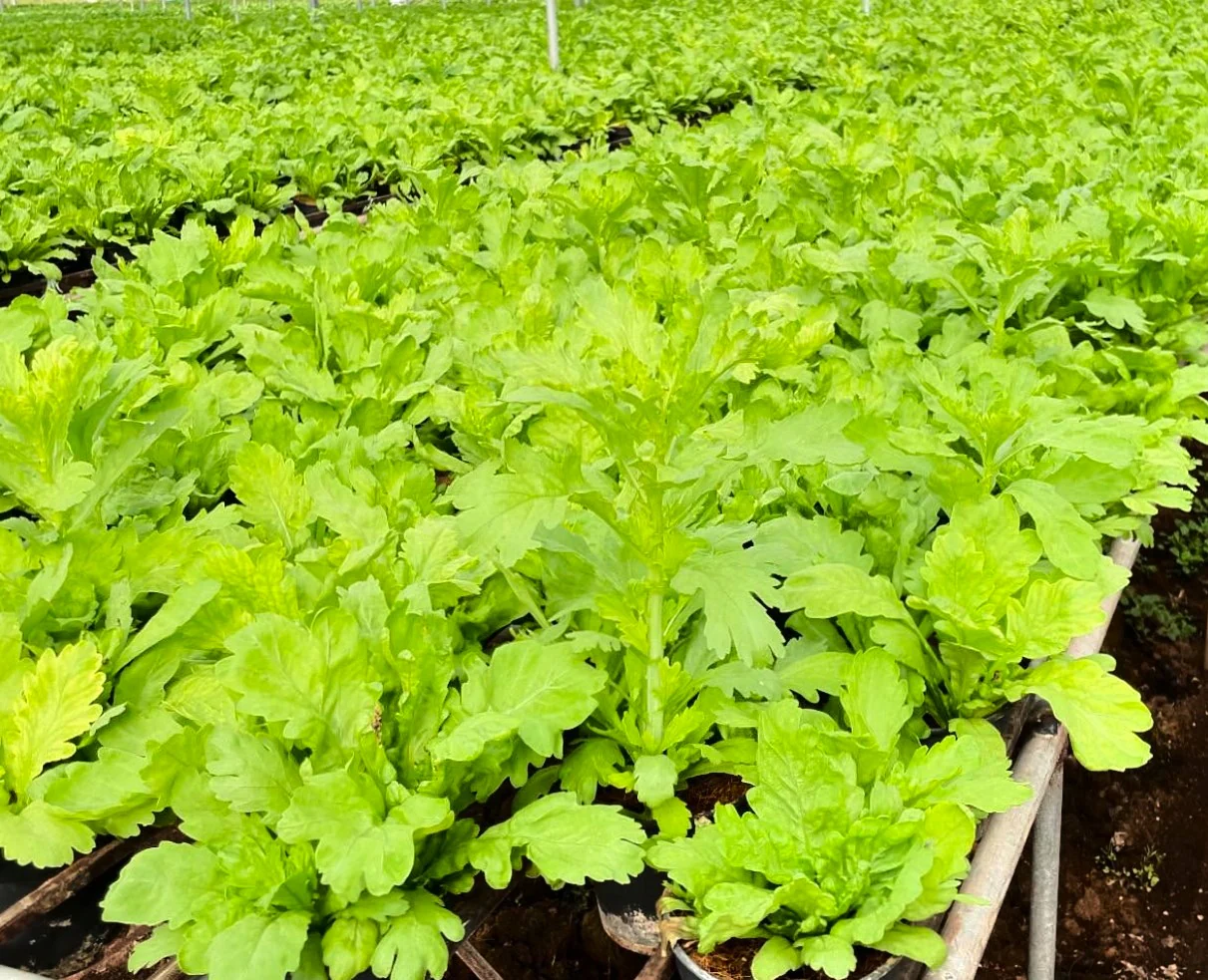 Round Leaf Chrysanthemum Greens - Image 3