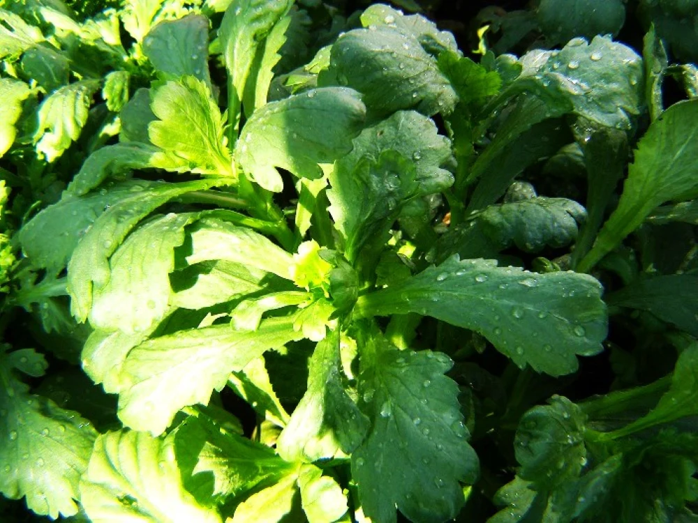 Round Leaf Chrysanthemum Greens - Image 4