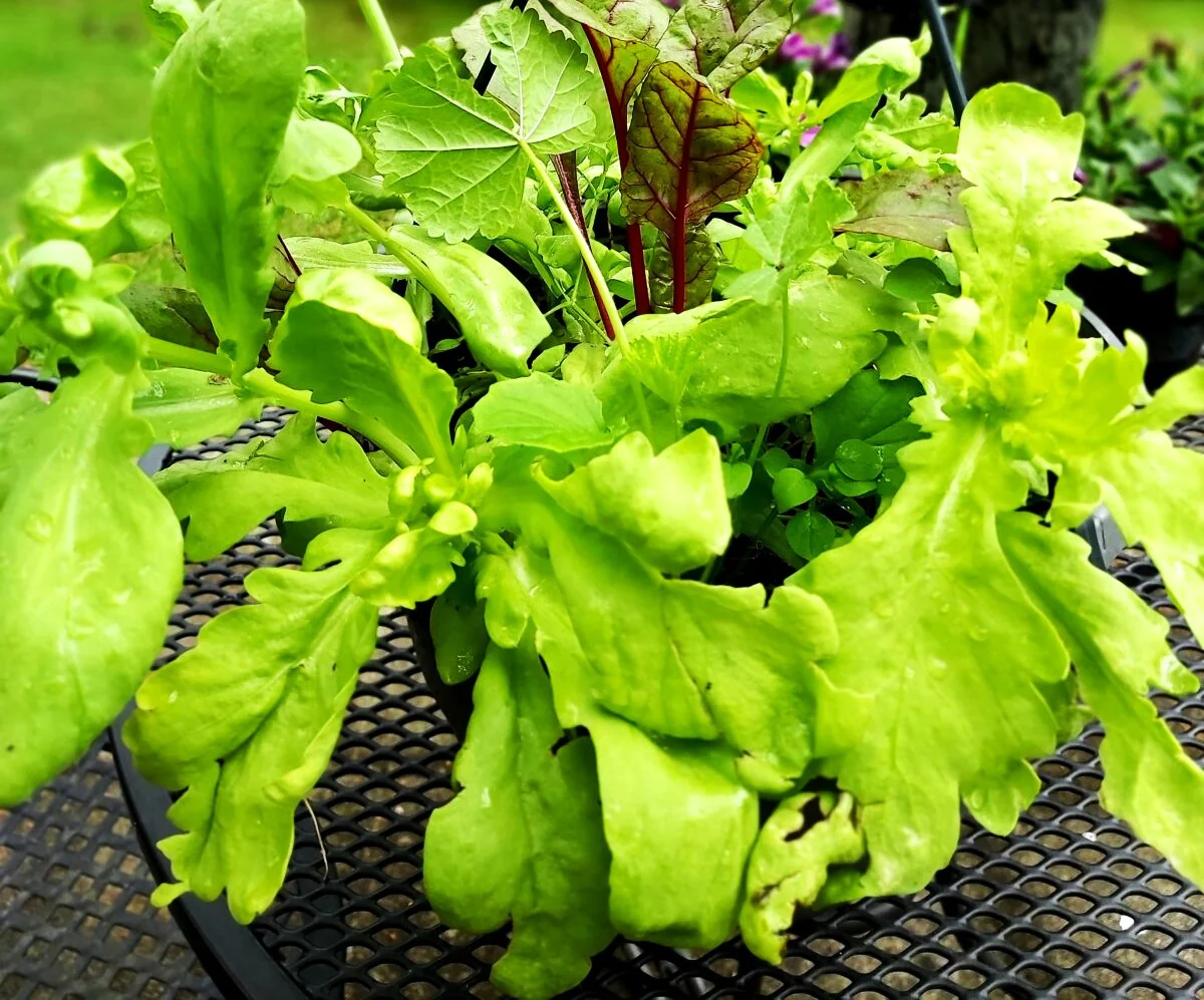 Round Leaf Chrysanthemum Greens - Image 5