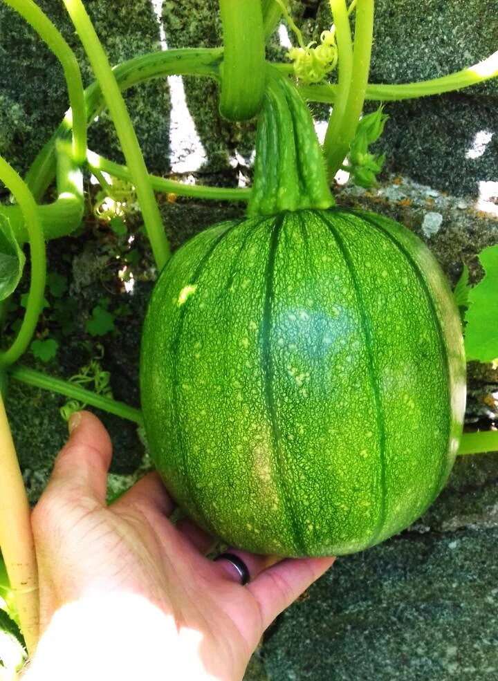 Round Zucchini - Image 3
