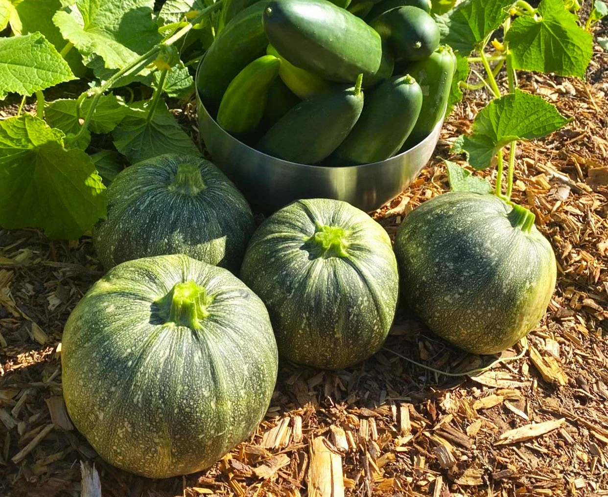 Round Zucchini - Image 4