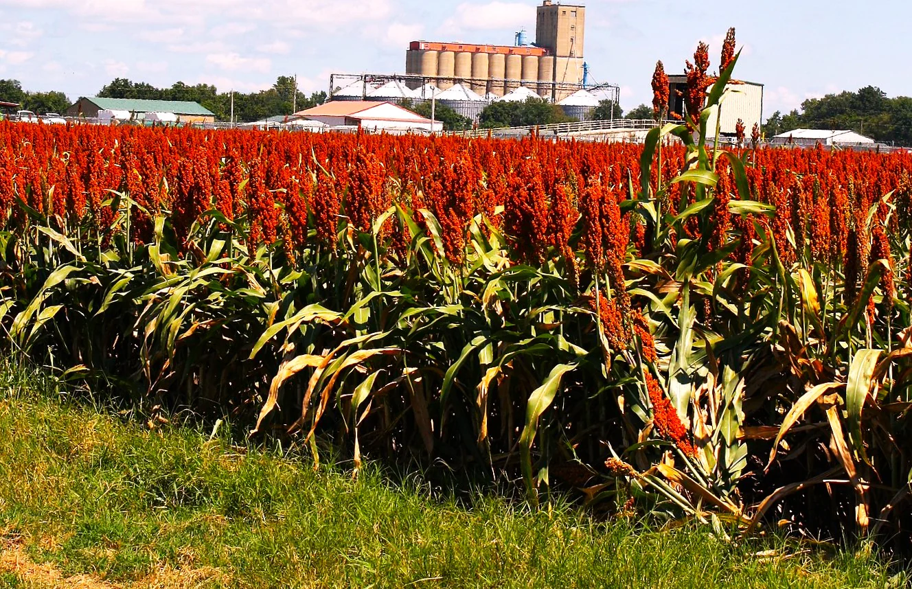 Rox Orange Syrup Cane Sorghum - Image 2