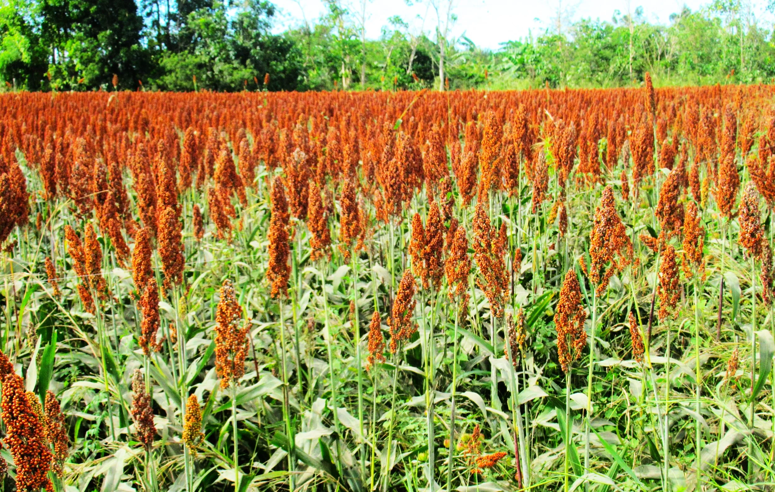 Rox Orange Syrup Cane Sorghum - Image 3