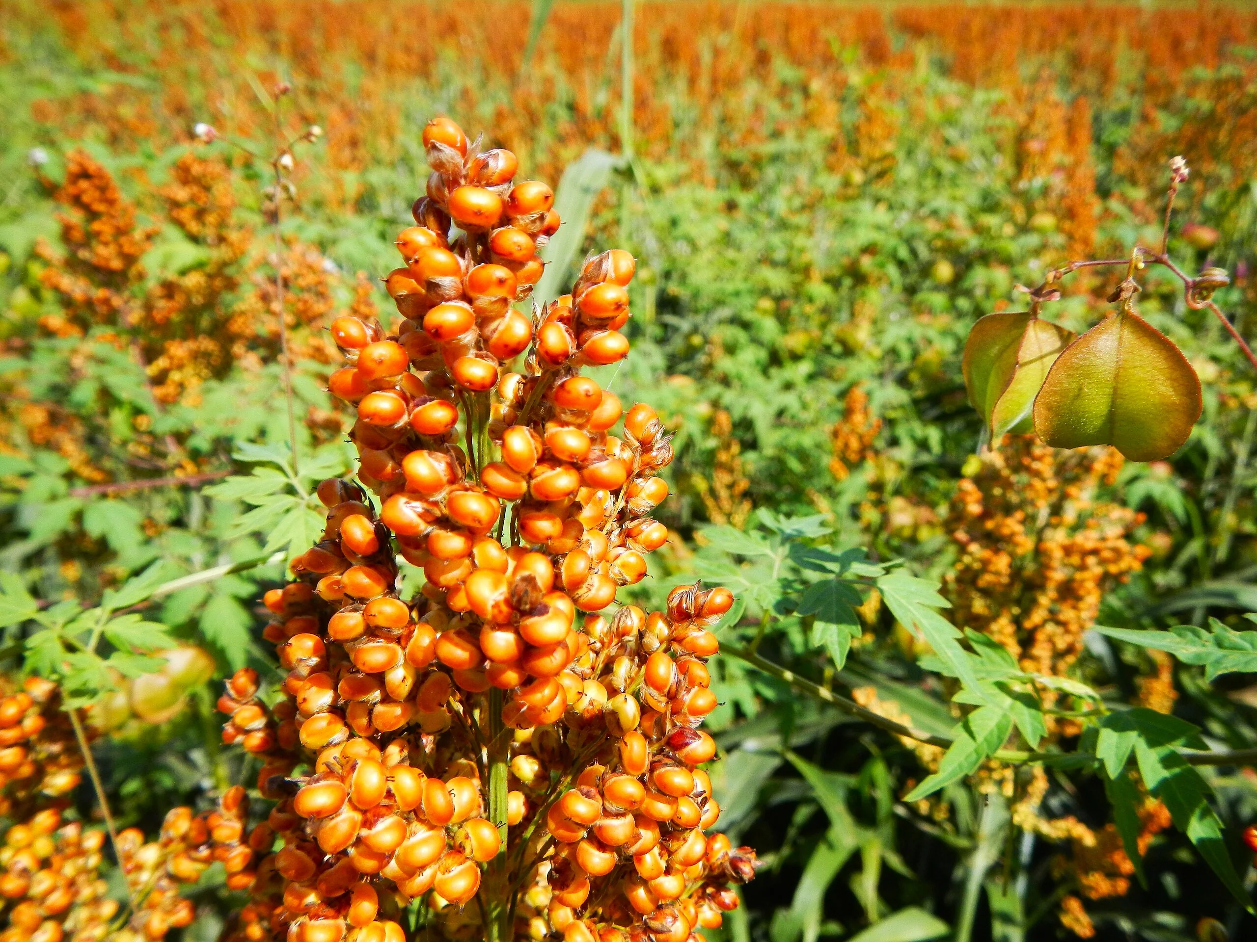 Rox Orange Syrup Cane Sorghum - Image 5