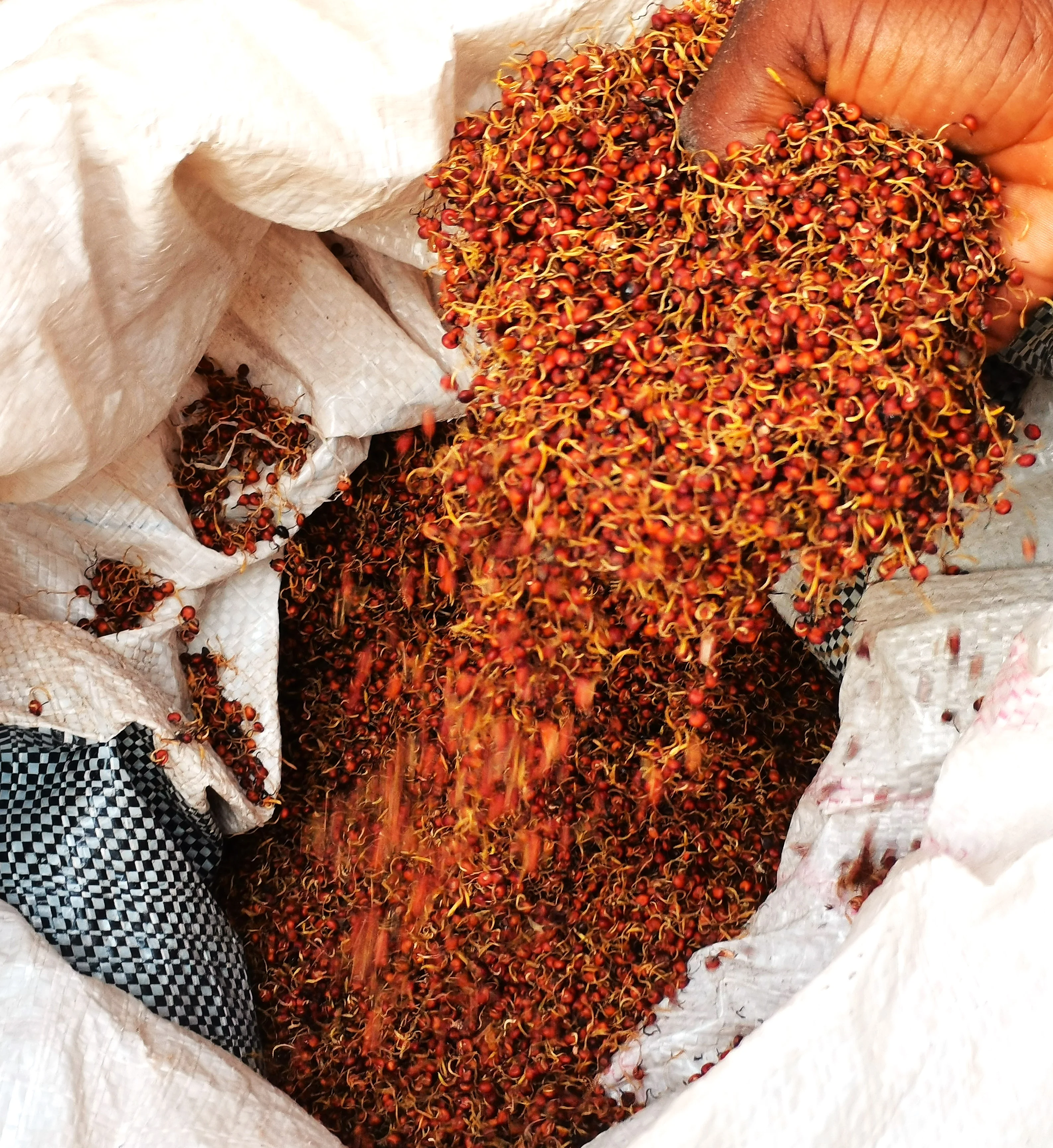 Rox Orange Syrup Cane Sorghum - Image 6