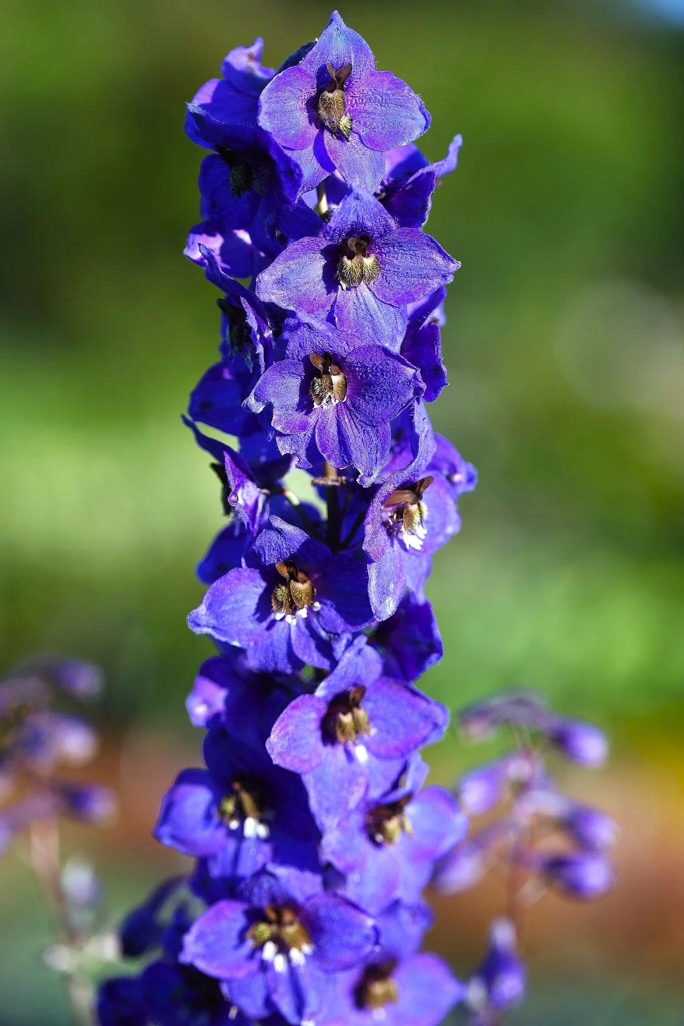 Royal Blue Spire Rocket Larkspur - Image 10