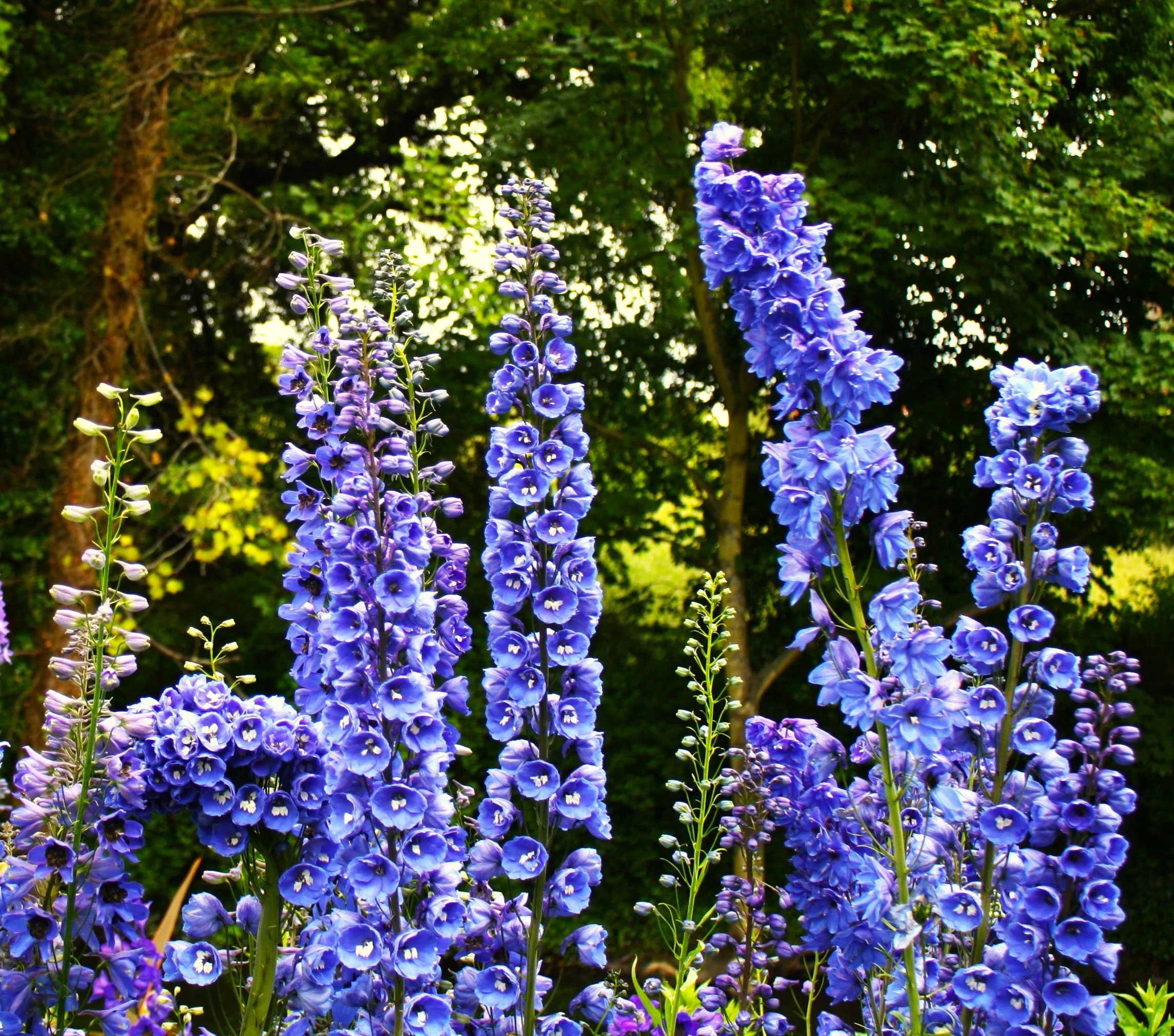 Royal Blue Spire Rocket Larkspur - Image 3