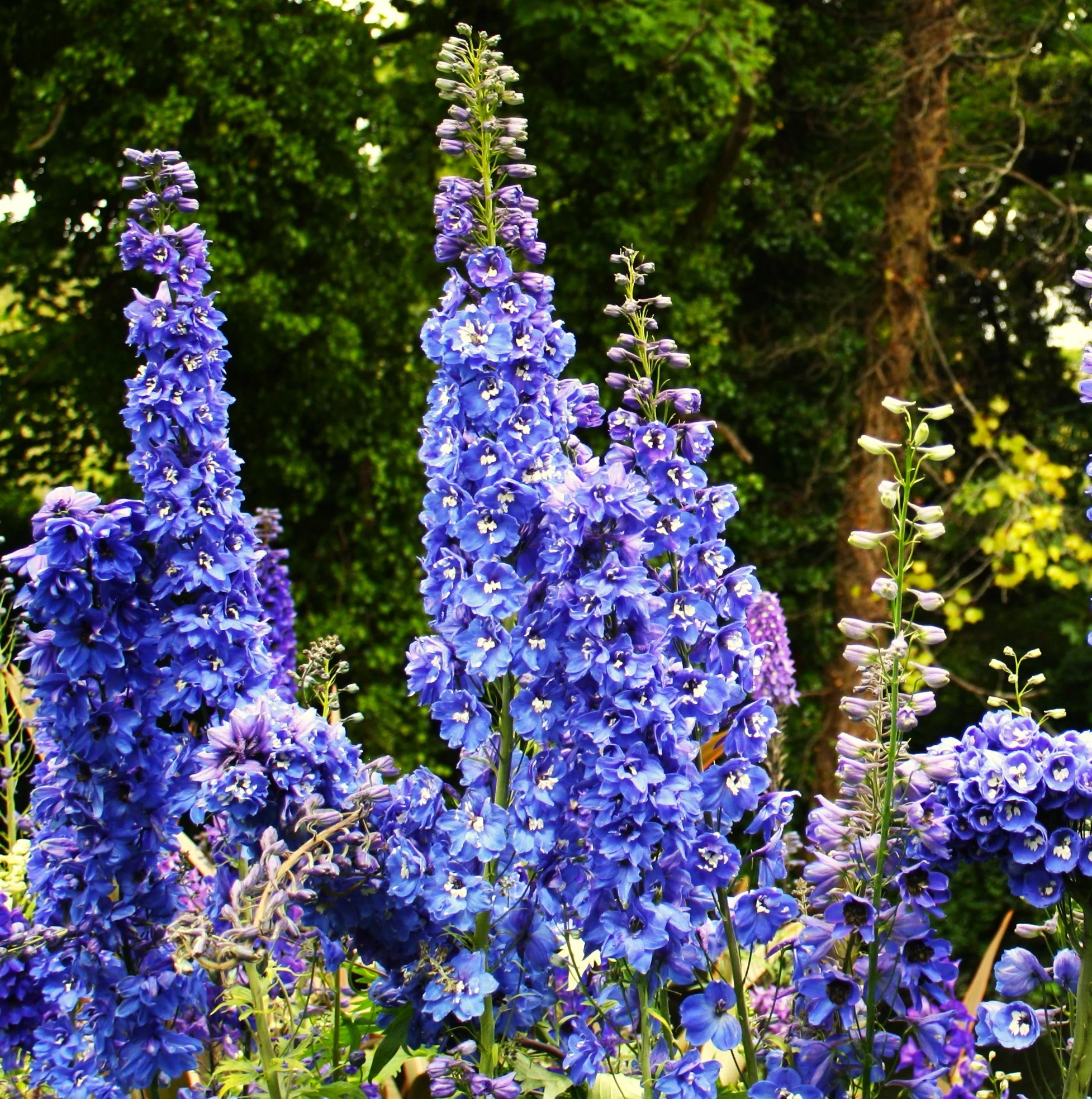 Royal Blue Spire Rocket Larkspur - Image 4