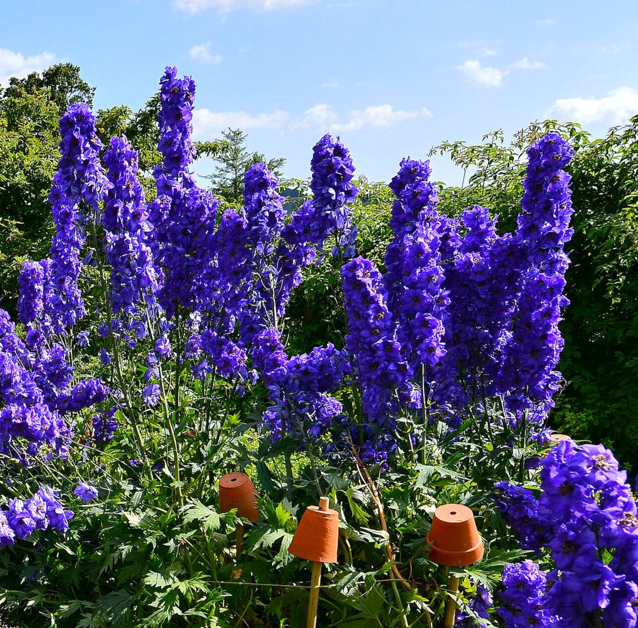 Royal Blue Spire Rocket Larkspur - Image 5