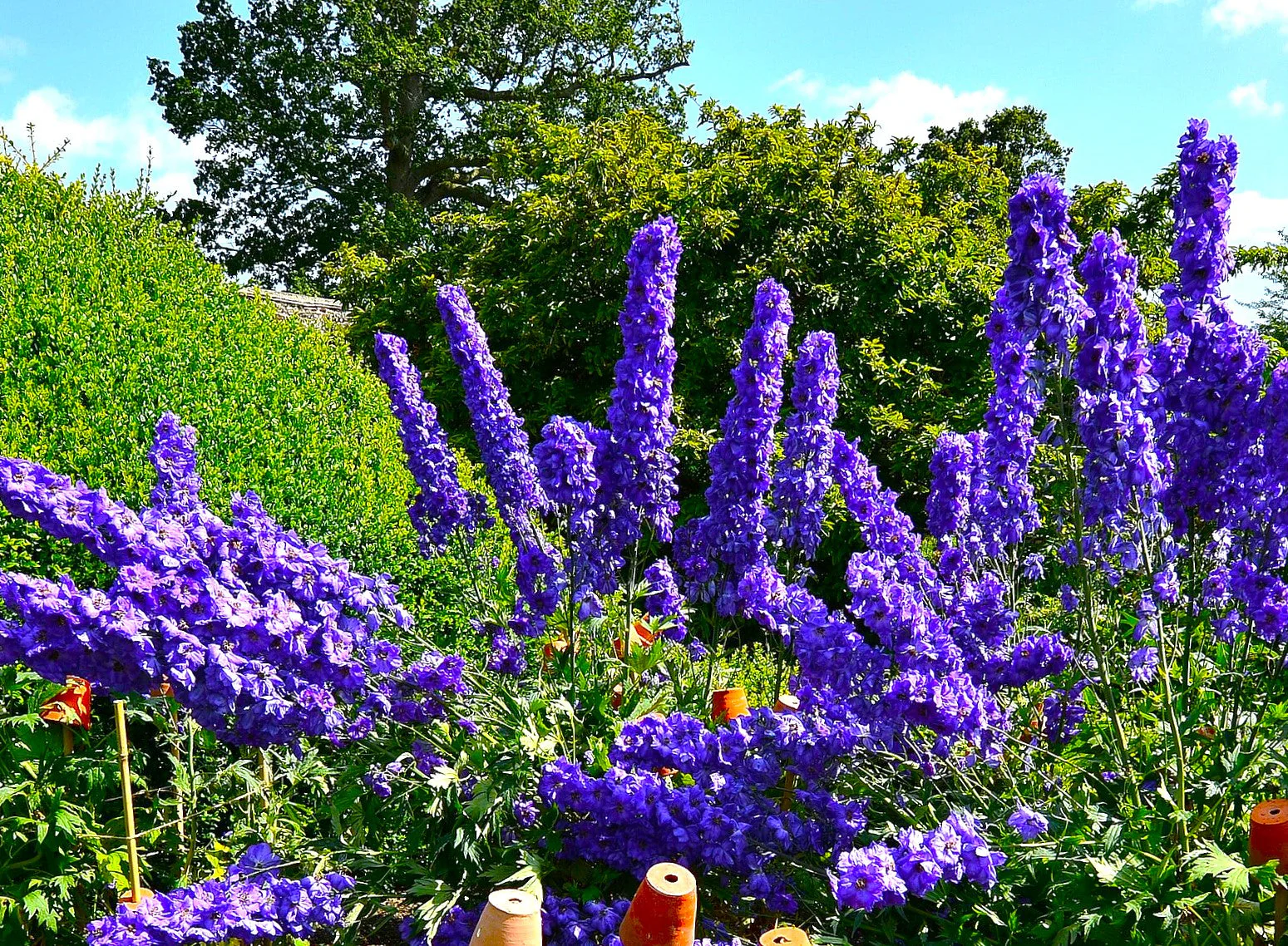 Royal Blue Spire Rocket Larkspur - Image 6