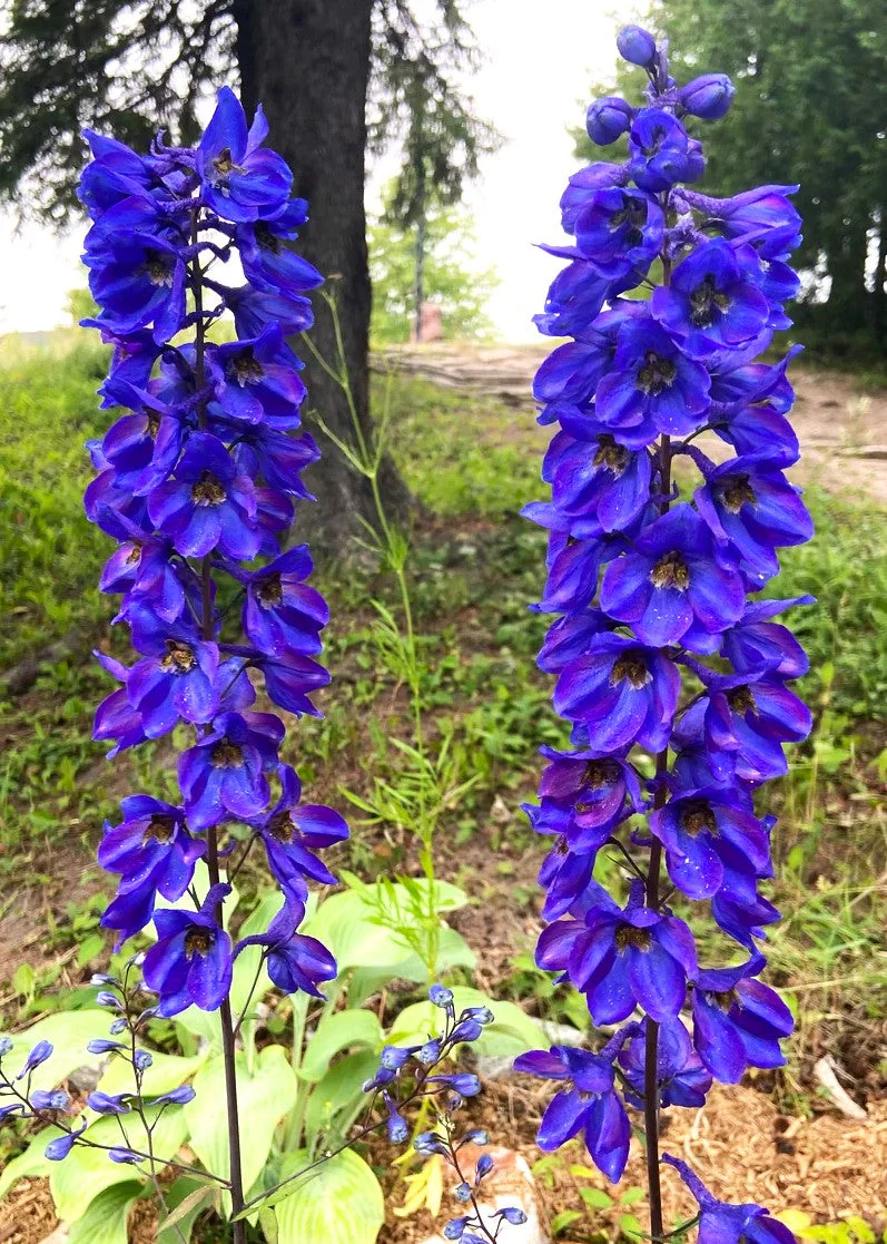Royal Blue Spire Rocket Larkspur - Image 7