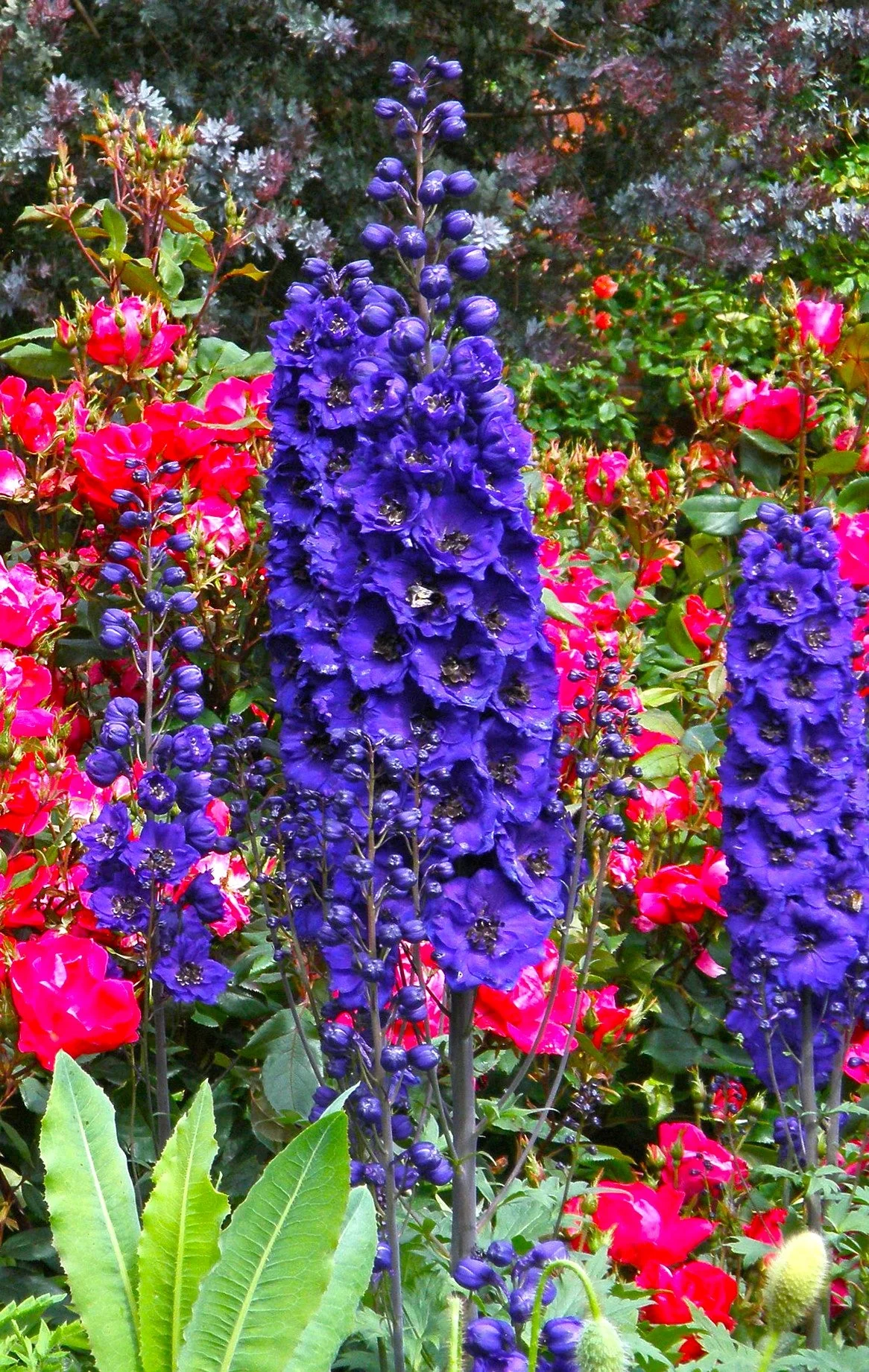 Royal Blue Spire Rocket Larkspur - Image 8