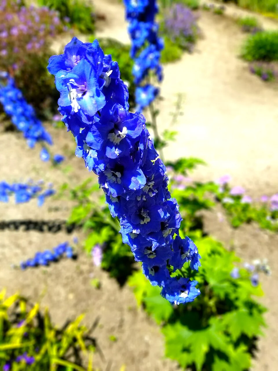 Royal Blue Spire Rocket Larkspur - Image 9