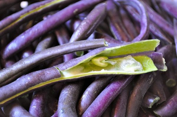 Royal Burgundy Bean - Image 3
