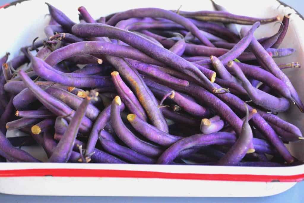 Royal Burgundy Bean - Image 4