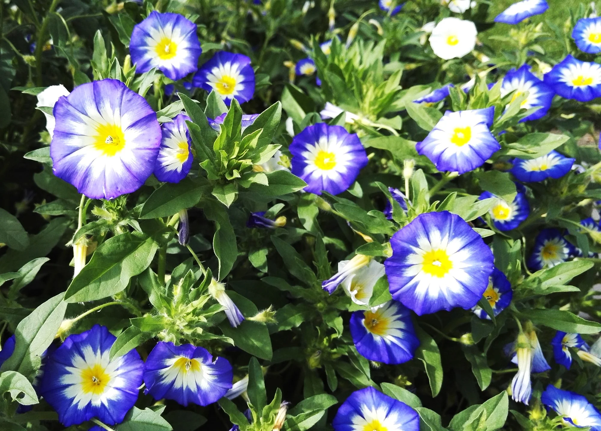 Royal Ensign Blue Dwarf Morning Glory - Image 3