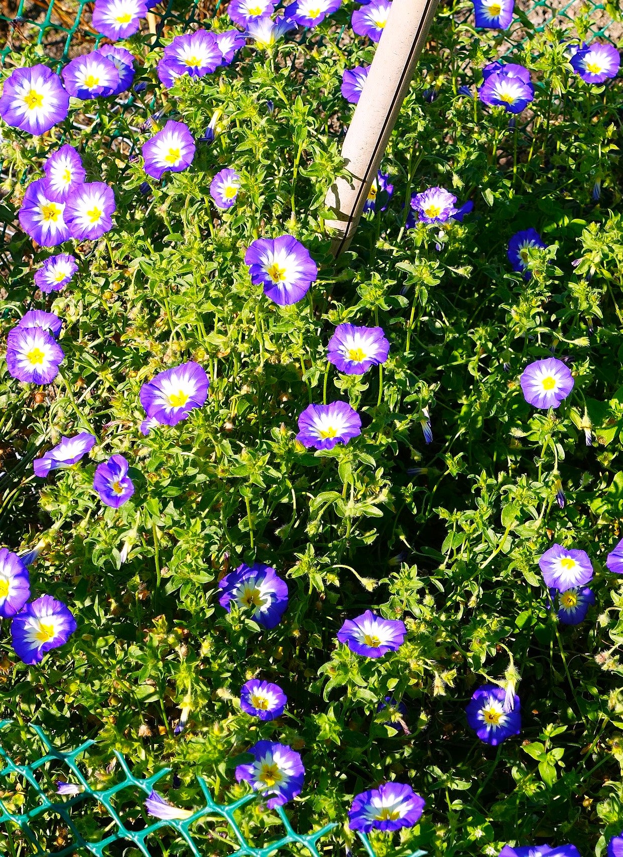 Royal Ensign Blue Dwarf Morning Glory - Image 4