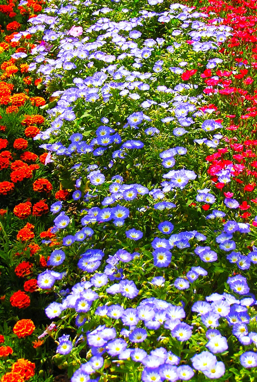 Royal Ensign Blue Dwarf Morning Glory - Image 5