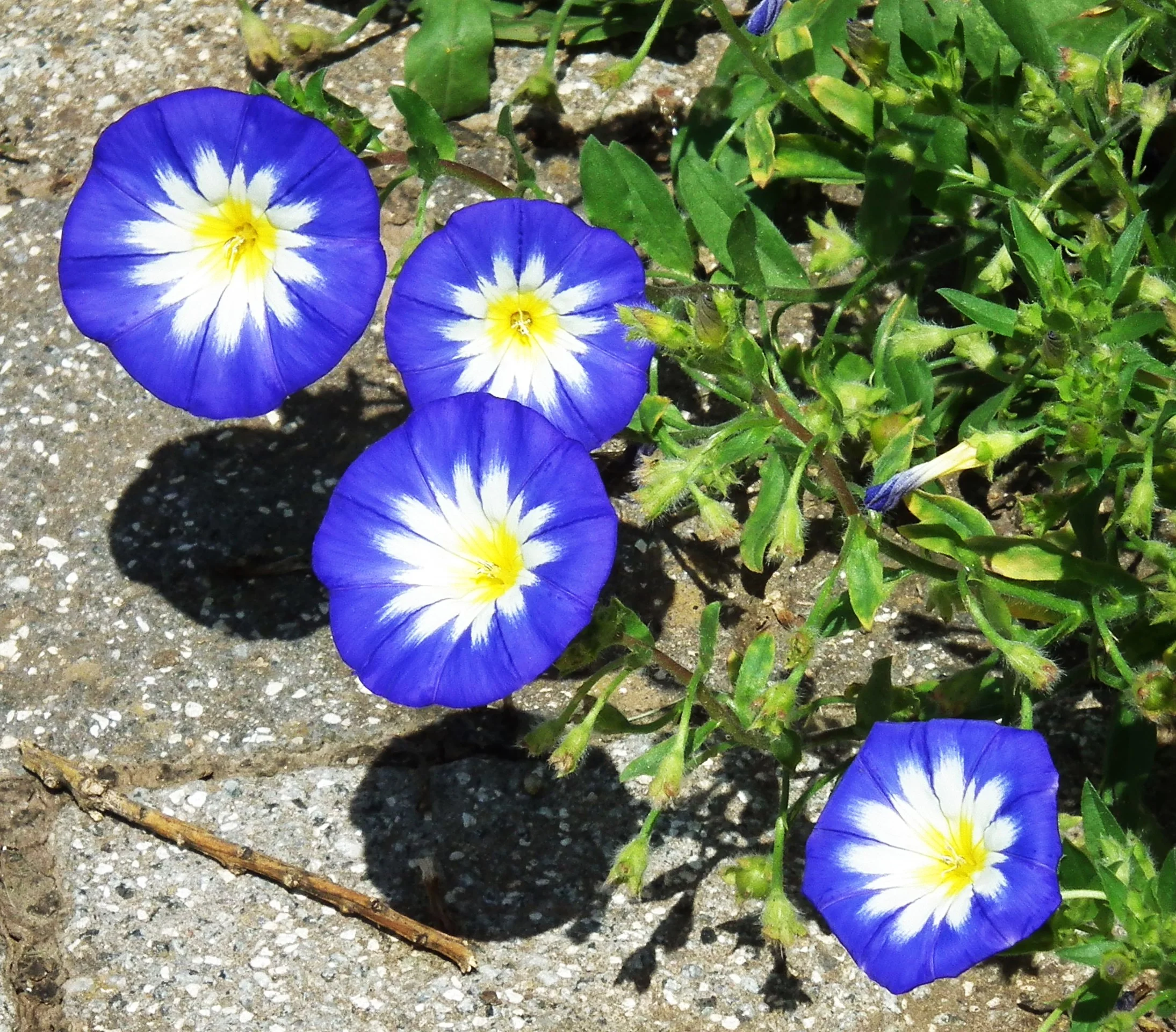 Royal Ensign Blue Dwarf Morning Glory - Image 7