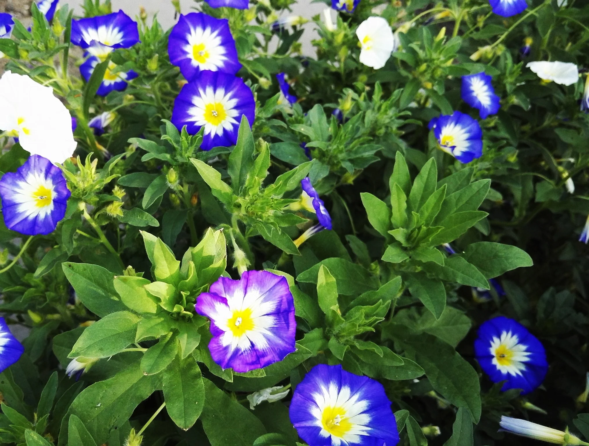 Royal Ensign Blue Dwarf Morning Glory - Image 8