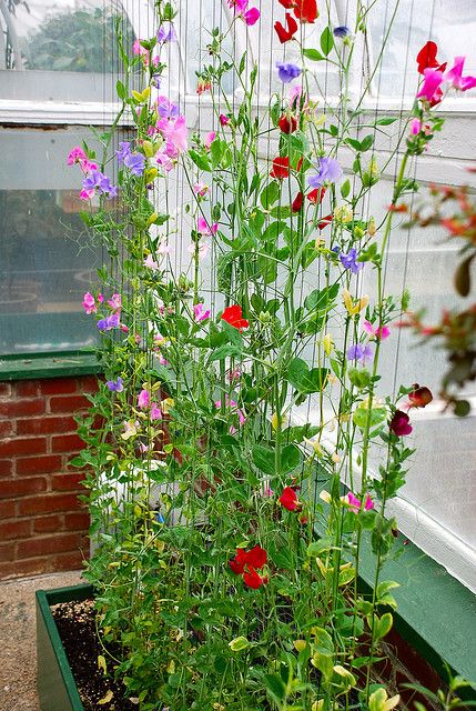 Royal Mix Sweet Pea - Image 3