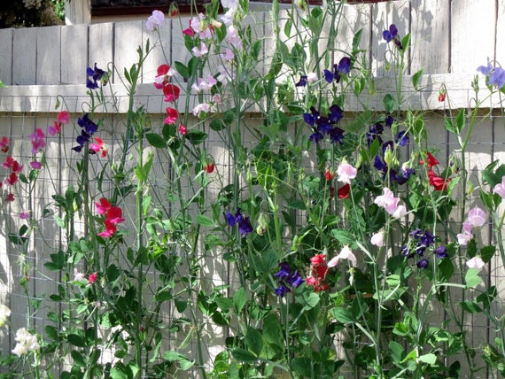 Royal Mix Sweet Pea - Image 4