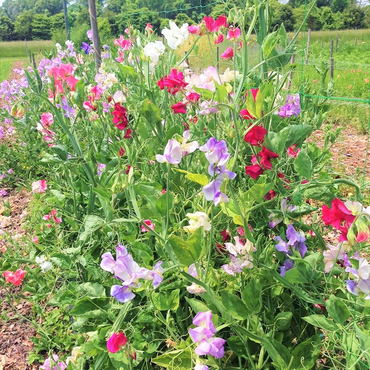 Royal Mix Sweet Pea - Image 5